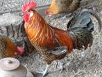 kippen : goudbrakel haan, Dieren en Toebehoren, Mannelijk, Kip