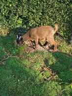geiten te koop, Meerdere dieren, Geit, 0 tot 2 jaar
