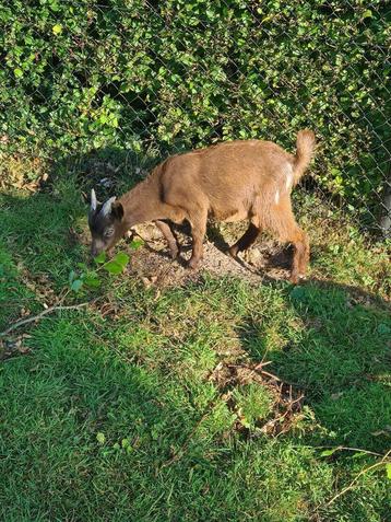 geiten te koop, Plusieurs animaux, Chèvre, 0 à 2 ans