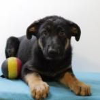Kortharige Duitse Herder pups (reuen) Belgisch, Dieren en Toebehoren, Honden | Herdershonden en Veedrijvers, België, CDV (hondenziekte)