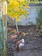 Hen wyandotte 2025, Tuin en Terras, Ophalen