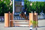C-pony New Forest te koop met spring en cross ervaring, Dieren en Toebehoren, Pony's, Merrie, Gechipt, Springpony, 11 jaar of ouder