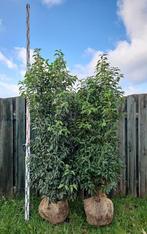 Laurier du Portugal Prunus Lusitanica Angustifolia, Jardin & Terrasse, Plantes | Arbustes & Haies, Laurier, Enlèvement, Arbuste