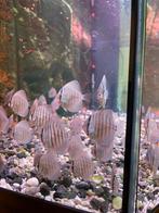 Discusvis, Dieren en Toebehoren, Vissen | Aquariumvissen, Vis