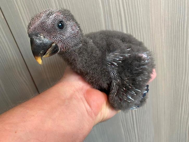 ️️❤️ Bébé éclectus (femelle) apprivoisé de 5 semaines, Animaux & Accessoires, Oiseaux | Perruches & Perroquets, Perroquet, Femelle