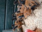 Vorwerk kuikens, Dieren en Toebehoren