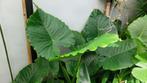Alocasia Gageana, Tuin en Terras, Vaste plant, Halfschaduw, Zomer, Ophalen