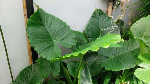 Alocasia Gageana, Tuin en Terras, Planten | Tuinplanten, Vaste plant, Overige soorten, Halfschaduw, Zomer, Ophalen