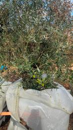 Zeer oude olijfboom omtrek 1 meter, Tuin en Terras, Planten | Bomen, Olijfboom, Ophalen of Verzenden