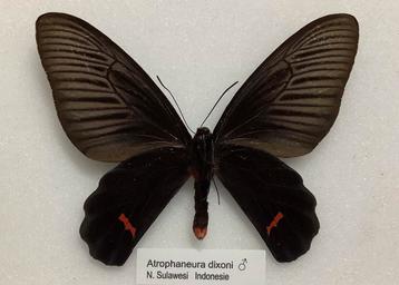Atrophaneura dixoni male verso beschikbaar voor biedingen
