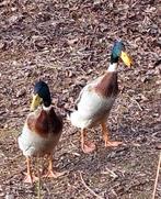 indische loopeenden - jonge mannetjes, Dieren en Toebehoren, Pluimvee, Mannelijk, Eend