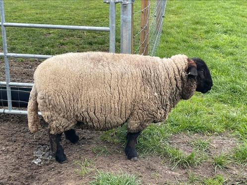 Suffolk ooien, Dieren en Toebehoren, Schapen, Geiten en Varkens, Schaap, Vrouwelijk, 0 tot 2 jaar