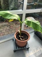 Bananen plant, Tuin en Terras, Ophalen, Vaste plant, Overige soorten