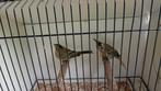 Groene kardinalen, Dieren en Toebehoren, Vogels | Overige Vogels, Mannelijk, Tropenvogel, Geringd