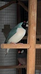 Gezocht Gouldamadine blauwe witborst pop en man, Dieren en Toebehoren, Vrouwelijk, Tropenvogel, Geringd