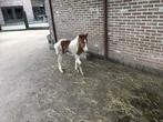 Pony, Dieren en Toebehoren, Pony's, Merrie, 0 tot 2 jaar, A pony (tot 1.17m)