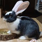 Duitse reus, Dieren en Toebehoren, Meerdere dieren, Groot, 0 tot 2 jaar