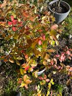 Toscaanse jasmijn, Ophalen, Vaste plant