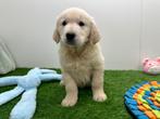 Golden Retriever pups, Golden retriever, België, 8 tot 15 weken, CDV (hondenziekte)