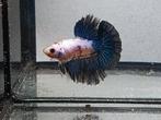 Betta man halfmoon