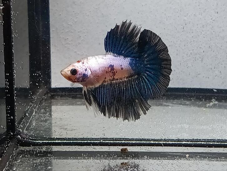 Betta man halfmoon, Animaux & Accessoires, Poissons | Poissons d'aquarium