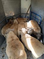 Schapen 0476252495