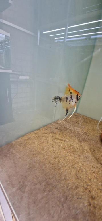 2 stuks Red Devil Koi (Mannen) beschikbaar voor biedingen