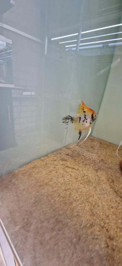 2 stuks Red Devil Koi (Mannen), Dieren en Toebehoren, Vissen | Aquaria en Toebehoren, Zo goed als nieuw, Ophalen