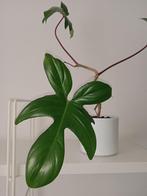 Philodendron Florida, Maison & Meubles, Plantes d'intérieur, Enlèvement ou Envoi