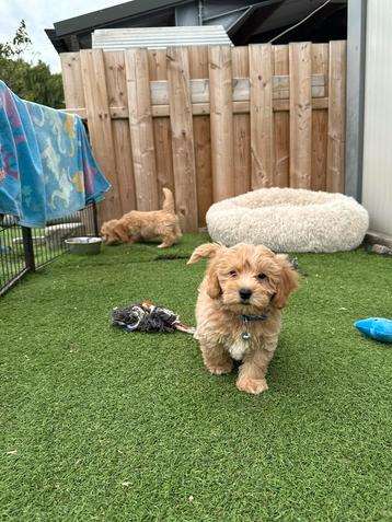 Prachtige maltipoo pups beschikbaar voor biedingen