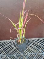 Imperata Red Baron, Tuin en Terras, Ophalen
