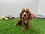 Cavalier King Charles Spaniel pups, Dieren en Toebehoren, Honden | Retrievers, Spaniëls en Waterhonden, België, 8 tot 15 weken