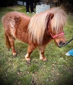 Drachtige red roan shetland merrie, Dieren en Toebehoren, Merrie