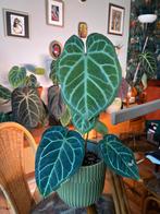 Anthurium Crystallinum, Enlèvement