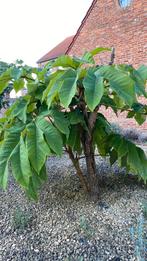 Exotische plant met groot blad (1.2 m), Ophalen