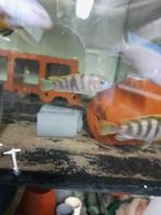 Labidochromis perlmutt, Dieren en Toebehoren, Vis, Zoetwatervis