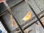 kanarievogel, Dieren en Toebehoren, Vrouwelijk, Zangkanarie