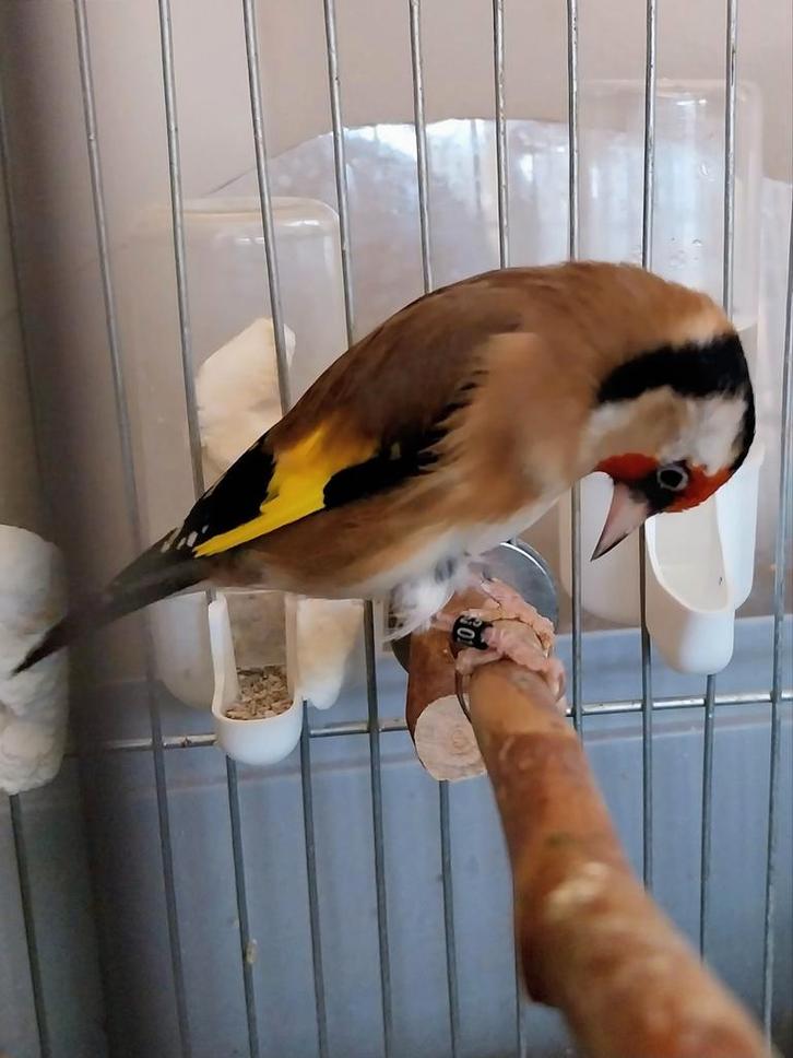 Chardonneret parva d'Algérie baguè DZ 2.5( 2025, Dieren en Toebehoren, Vogels | Overige Vogels, Wildzangvogel, Mannelijk, Tam