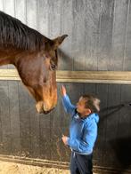 Fokmerrie / recreatiemerrie, Dieren en Toebehoren, Ophalen, Zo goed als nieuw