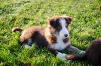 Border collie puppies geboren op boerderij, Dieren en Toebehoren, België, Particulier, CDV (hondenziekte), 8 tot 15 weken