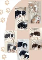 Border collie puppy