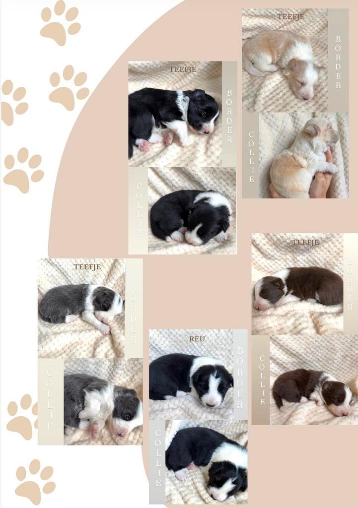 Border collie puppy, Vacatures, Vacatures | Thuiswerk