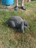Franse hangoor voedster, Dieren en Toebehoren, Konijnen, Vrouwelijk, Groot, Hangoor, 0 tot 2 jaar