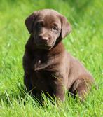 Chiots du Labrador, chocolat, Animaux & Accessoires, Parvovirose, Plusieurs, Belgique, 8 à 15 semaines