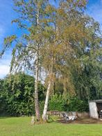 Bois à donner ( bouleau), Jardin & Terrasse, Enlèvement ou Envoi