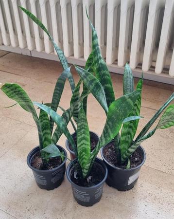 Sanseveria's of vrouwentongen beschikbaar voor biedingen