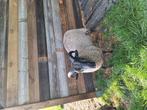 Shetland fokrammen. Ramlammers. Zwoegervrij, Dieren en Toebehoren, Schapen, Geiten en Varkens, Mannelijk, Schaap, 0 tot 2 jaar