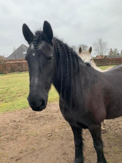 Ter adoptie, Animaux & Accessoires, Chevaux, Jument