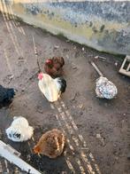 Cochin kriel kuikens reserveren, Dieren en Toebehoren