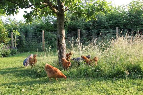 Gezocht: Weiland omgeving Hasselt voor pluimvee, Dieren en Toebehoren, Stalling en Weidegang